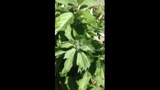 California Mugwort Artemisia douglasiana [upl. by Merrilee892]