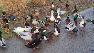 Passanten füttern Enten Im Friedrich Ebertpark in Ludwigshafen am Rhein [upl. by Newbold222]