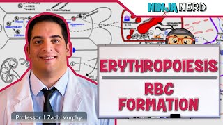 Hematology  Erythropoiesis Red Blood Cell Formation Part 1 [upl. by Tricia]