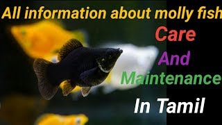 Full information on molly fish in tamil  care and maintenance  types  Fish Aquarium Tamil [upl. by Norri]