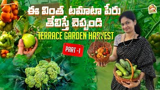 ఇవాళ కీర దోసకాయలుటమాటాలు జామకాయలు హైలైట్  Exotic Tomatoes Cucumbers MADGARDENER [upl. by Yrocal]