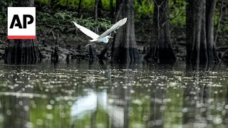 Conservationists try to protect ecologically rich Alabama delta [upl. by Tila198]