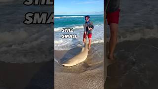 Let’s Go Shark Fishing sharkfishing fishing hammerheadshark lbsf giantfish fish sharks [upl. by Jopa]