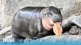 Moo Deng The viral baby pygmy hippo becomes global TikTok star at zoo in Thailand [upl. by Elleron]