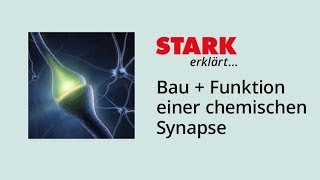 Bau und Funktion einer chemischen Synapse  STARK erklärt [upl. by Gretta]