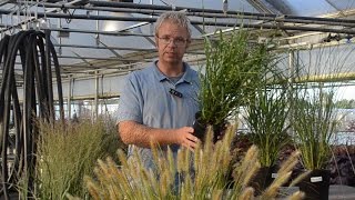 Ornamental Grass Production Tips  Walters Gardens [upl. by Nichols]