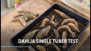 How to prepare Dahlia tubers for planting [upl. by Carolyn711]