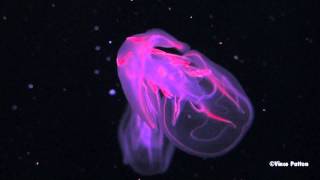 Bioluminescent Jellyfish [upl. by Soirtimid444]