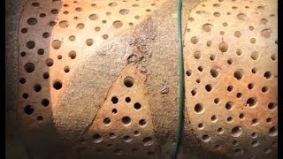 Monster Tree Trunk Bug Hotel  Habitat For LeafCutter Bees amp Insects  4K [upl. by Enylodnewg]