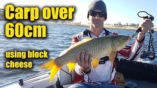 2 Carp over 60cm caught at Lake Eppalock using block cheese 9th Jan 2018 [upl. by Hoes310]