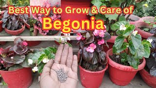 Complete Information About Begonia Plant  How To Grow And Propagate Begonia Cutting  begonia [upl. by Hourigan34]