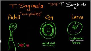 Parasitology 09 T saginata amp T solium »DrMoaz [upl. by Eartnoed457]