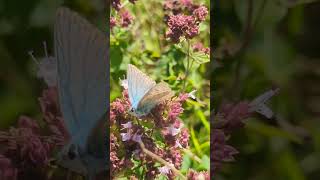 A slightly worn male Chalkhill Blue butterfly on wild thyme flowers [upl. by Ariad498]