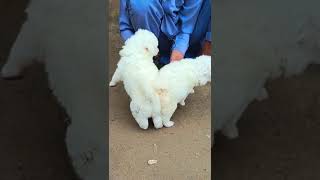 Cutest puppies Playing  Russian Dogs  peshawardogcenter animals dog pets puppy cute [upl. by Balmuth414]