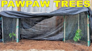 How To Grow Pawpaw Trees And Build Sun Protection For Young Trees [upl. by Shela]