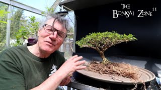 Repotting My African Style Serissa The Bonsai Zone April 2024 [upl. by Ulu]