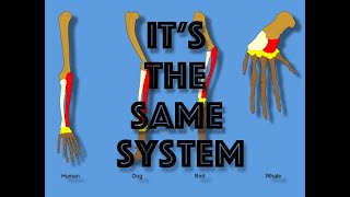 Its The Same System Song  Homologous Structures Song [upl. by Nudd]