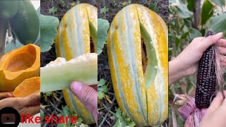 fruit fruitharvest agriculture fruitsfarm satisfying agriculturefarming fruitcutting [upl. by Opportuna]