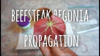 Beefsteak Begonia Leaf Propagation  Mini Greenhouse Method [upl. by Bridgid]