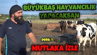 BÜYÜKBAŞ HAYVANCILIK NASIL YAPILIR  SÜT HAYVANCILIĞI GİRİŞ DERSİ [upl. by Nylyaj]