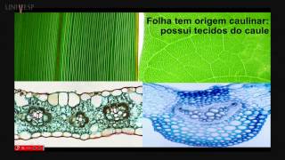 Morfologia Vegetal  Aula 16  Folha  Anatomia [upl. by Connel53]