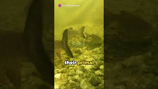 Goonch Catfish Giants of the Deep fish facts [upl. by Asilav]