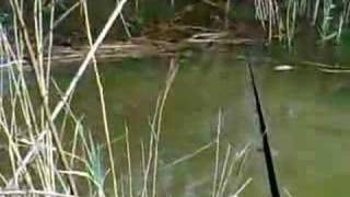 Stalking Carp at Whittlesey [upl. by Ruth]