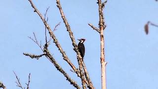 Pileated Woodpecker territorial call [upl. by Milicent]