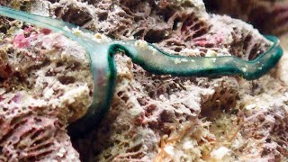 Bonellia viridis green spoonworm ボネリムシ [upl. by Einotna654]