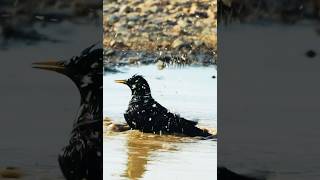 Starling bird takes a bathe birds starling [upl. by Romine177]