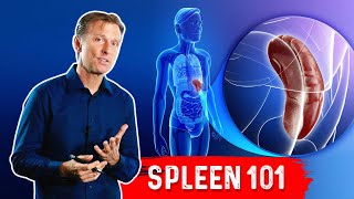 What Does The Spleen Do – DrBerg Explains Spleen Function [upl. by Vassar]