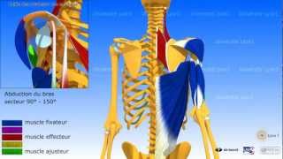 Lépaule la coiffe des rotateurs dans la rétropulsion élévation postérieure [upl. by Ajar464]