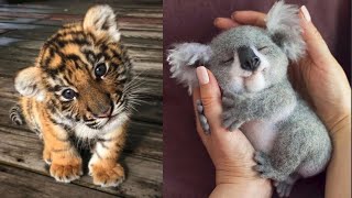 Cute Baby Animals Videos Compilation  Funny and Cute Moment of the Animals 14  Cutest Animals [upl. by Ennoval797]