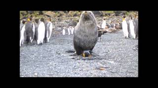 Antarctic fur seal sexualy harrasing king penguin [upl. by Tsan]