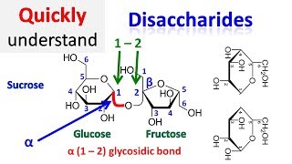 Disaccharide [upl. by Nalor]