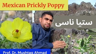 Uses of Mexican Prickly Poppy  Argemone mexicana  Satianasi  Miracle Herbal Diversity [upl. by Axe]