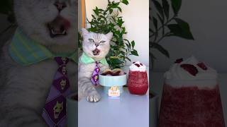 Yummy Bayberry Lychee Jelly amp Slush For Summer🤤🍧catsofyoutube foodlover tiktok [upl. by Cestar401]