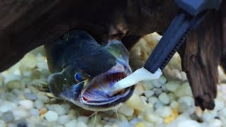 Why You Should Never Feed Your Gulper Catfish Tilapia [upl. by Anderegg]