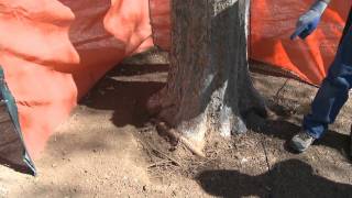 Integrity Tree Scottsdale  Girdling Roots in Declining Elm Tree [upl. by Secnirp]