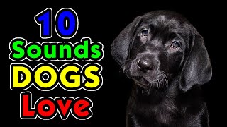 10 Sounds Dogs Love To Hear the Most [upl. by Rudyard]