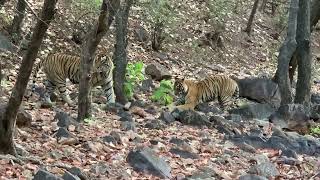 Tiger mating sighting at Ranthambore National Park June 2023 tigers ranthambore [upl. by Imerej]