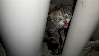 Mother Cat Hisses At Me When I Approach Her To Protect Her Newborn Kittens cat mothercat hissing [upl. by Cott]