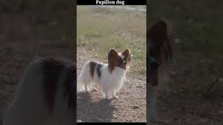 papillon dog [upl. by Yclek973]