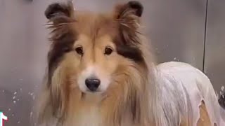 Adorable Sheltie  Senior Shetland Sheepdog [upl. by Hourihan]