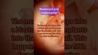 Blastocyst and Implantation shorts [upl. by Jasper]