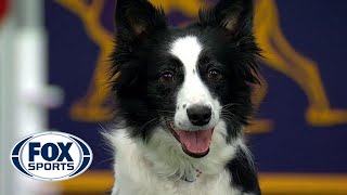 Watch 5 of the best WKC Dog Show moments to celebrate National Puppy Day  FOX SPORTS [upl. by Euqor344]