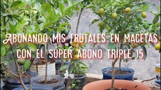 Como abonar plantas frutales en macetas con el super abono triple 15 [upl. by August]