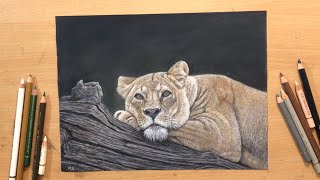 Resting Lioness  Colored Pencil Drawing on Sandpaper [upl. by Edlin]