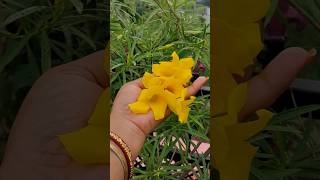 kaner ki phool youtubeshorts floweringplant hibiscusplant [upl. by Nyladnarb858]