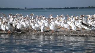 Florida 2012 Gasparilla Island [upl. by Shakti]